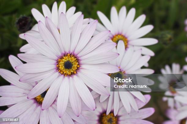 Rain Daisies Botanically Knows As Dianthus Annua Stock Photo - Download Image Now - Daisy, Daisy Family, Dianthus