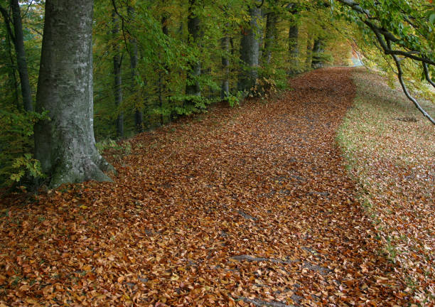 Leafs on a country road a nice autumn day