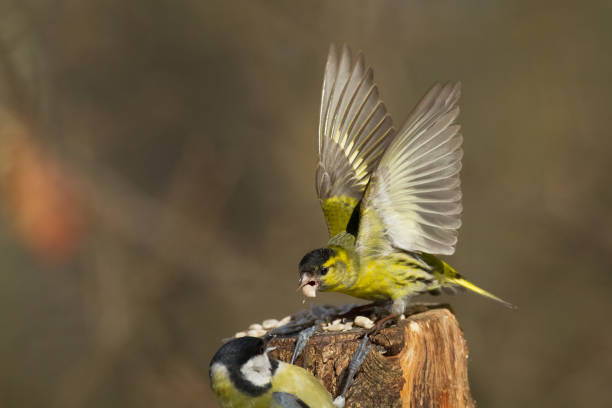 ptak czyżyk carduelis spinus, mały żółty ptak, czas zimowy w polsce europa - czyżyk zdjęcia i obrazy z banku zdjęć