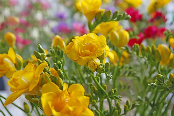 Colored freesia's, please see also my other garden flowers in my lightbox: