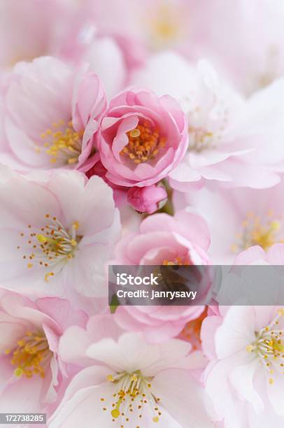 벚꽃 0명에 대한 스톡 사진 및 기타 이미지 - 0명, 꽃 나무, 꽃-꽃의 구조