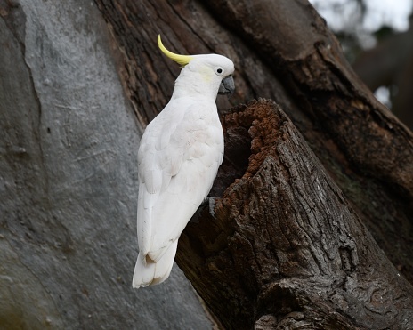 Cacatua galerita or cockie  with mouth wide open