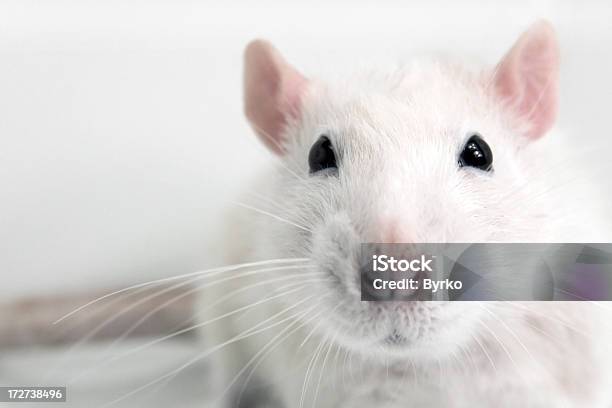 Photo libre de droit de Caractère Blanc Rat banque d'images et plus d'images libres de droit de Rat - Rat, Animaux de compagnie, Animaux domestiques