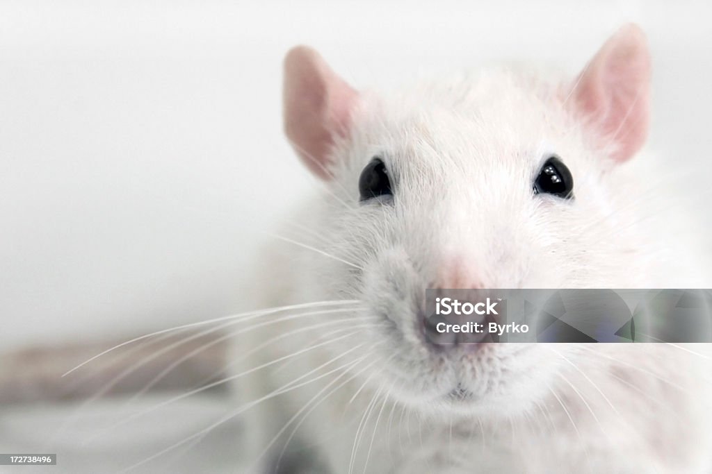 Откладывание белый крыс - Стоковые фото Крыса роялти-фри