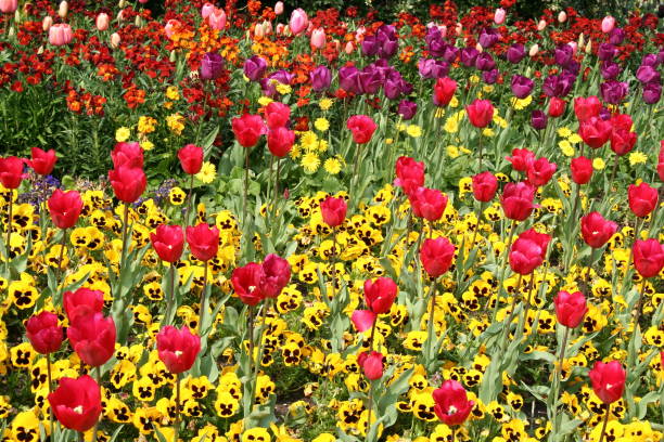 istock pansy and tulip garden 172738554