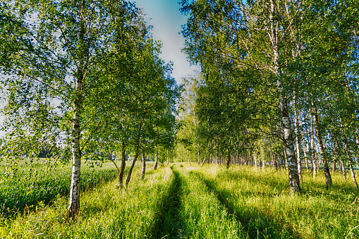 Landscape summer forest and fields, meadows with colourful trees Poland, Europe and amazing blue sky with clouds, sunny day