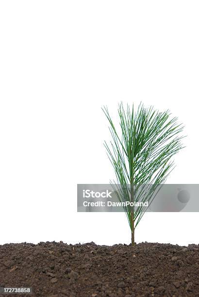 Foto de Salvar O Terra e mais fotos de stock de Colocar Plantas em Vasos - Colocar Plantas em Vasos, Começo, Conífera