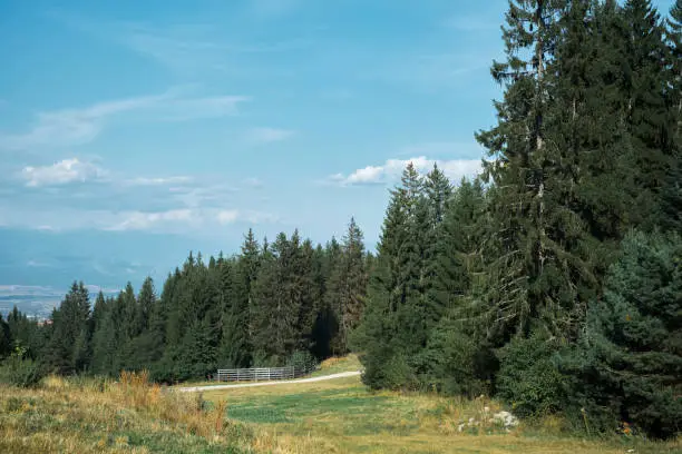 Photo of Spruce forest at noon, beautiful landscape, idea for poster with copy space, outdoor recreation