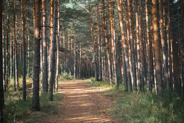 Photo of Pine forest in the morning sun, forest baths, health restoration, idea for background