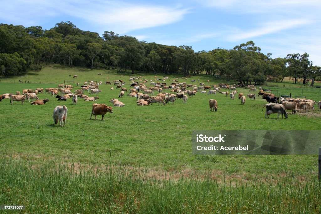 Mandria di bovini - Foto stock royalty-free di Agricoltura