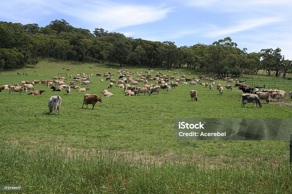 動物の群れの牛 - ウシのロイヤリティフリーストックフォト