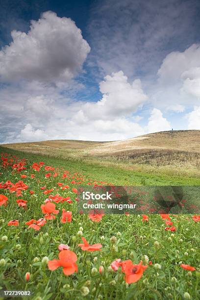 Campo Di Papaveri - Fotografie stock e altre immagini di Agricoltura - Agricoltura, Allegro, Ambientazione esterna