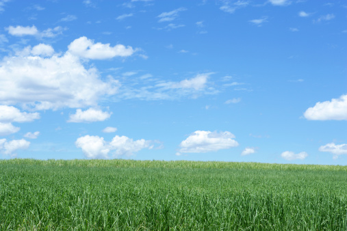 Sugar cane field