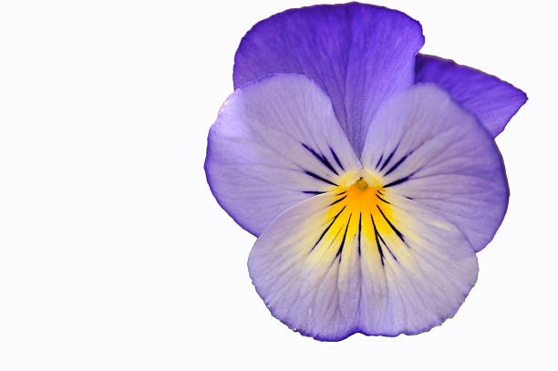 Blue Pansy on White Isolated blue pansy head.   For more of my flowers (CLICK HERE) edible flower stock pictures, royalty-free photos & images