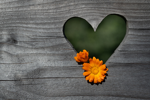 Background and closeup of a heart carved into a rustic wood background. Two yellow marigold flowers hang in the heart. Green background shines through the heart.