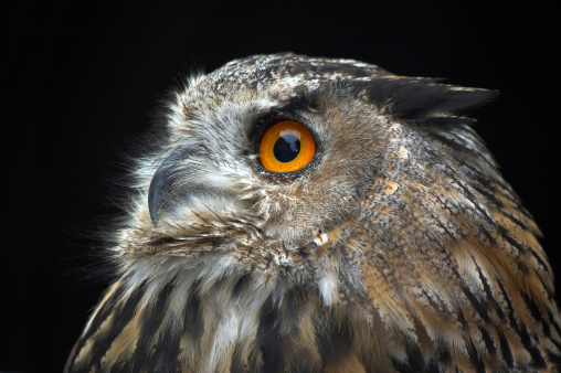 A portrait of the largest species of owl - Eurasian Eagle Owl (Bubo bubo).