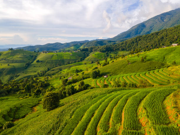 istock Beautiful Terraced Rice Field in Chiangmai, Thailand 1727396903