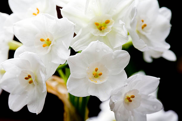 Narcissus Blooms (Closeup) stock photo