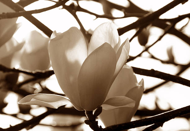 magnolia en sepia - magnolia flower sepia toned flower head fotografías e imágenes de stock