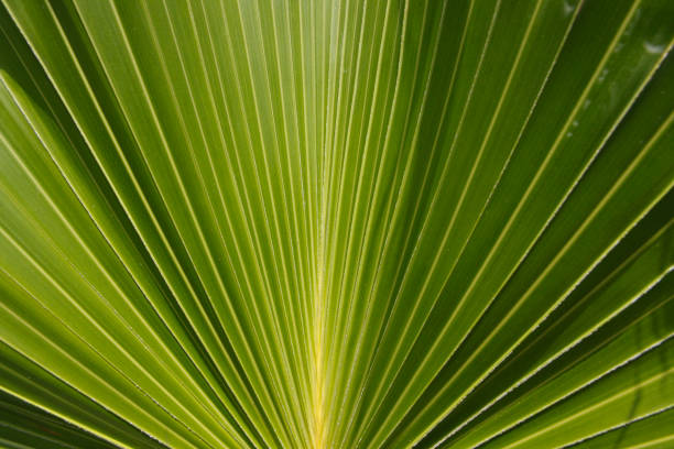 istock Liristona Chinensis – Horizontal 172739855