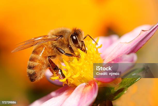 Apis Foto de stock y más banco de imágenes de Abeja - Abeja, Animal, Apis