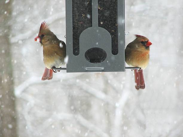 Cardinals in a Snowstorm Two female cardinals are sitting on a birdfeeder during a snowstorm female cardinal bird stock pictures, royalty-free photos & images
