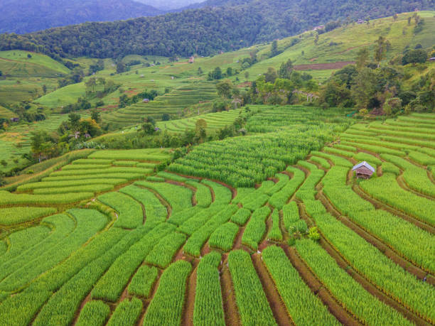 istock Terraced Rice Field in Chiangmai, Thailand 1727401232