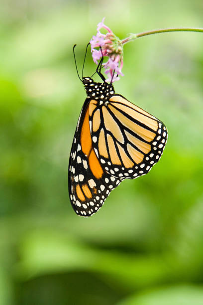 borboleta-monarca (danaus plexippus - butterfly flying tropical climate close to imagens e fotografias de stock