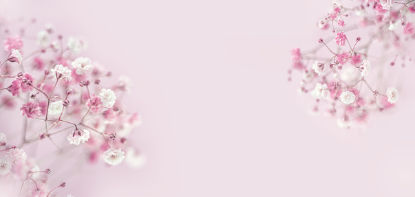 Pink background of branches Gypsophyla flower. Summer or spring floral composition. Flat lay, copy space