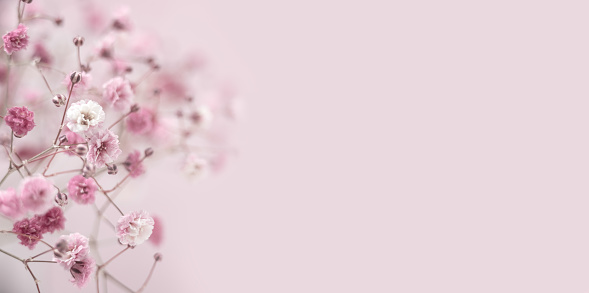 Pink background of Gypsophyla flower. Summer or spring floral composition. Flat lay, copy space. Frame for text