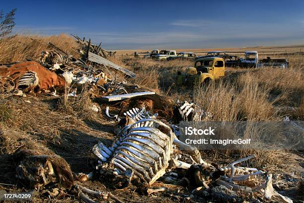 Boneyard - zdjęcia stockowe i więcej obrazów Ciężarówka - Ciężarówka, Pick-up, Bydło
