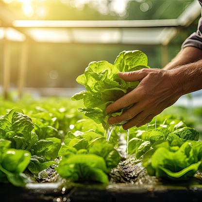 Hydroponic Farming. Hands of Farmer Picking Fresh Lettuce Up Close. Harvesting Hydroponically. Close-Up View of Farmer's Lettuce Picking. Hydroponic Harvest
