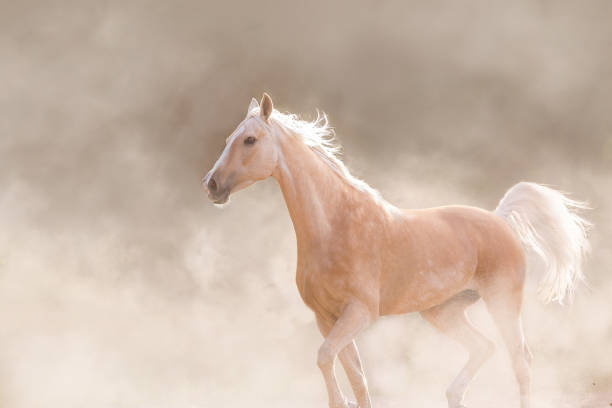 istock Akhal teke horse free run 1727402899