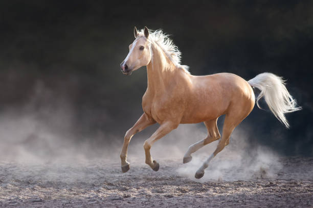 istock Akhal teke horse free run 1727402900