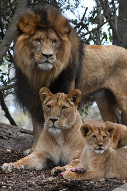 istock Pride of lions 1727404008