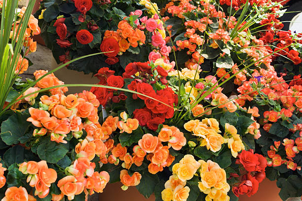 istock Garden Center Begonia 172740683