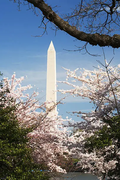 It is hard to resist shooting the monuments in Washingotn DC during cherry blossom season.