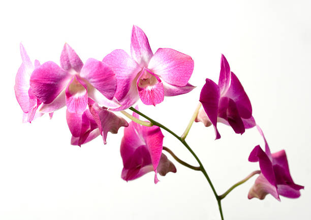 ピンク色の蘭の花のクローズアップを白背景 ストックフォト