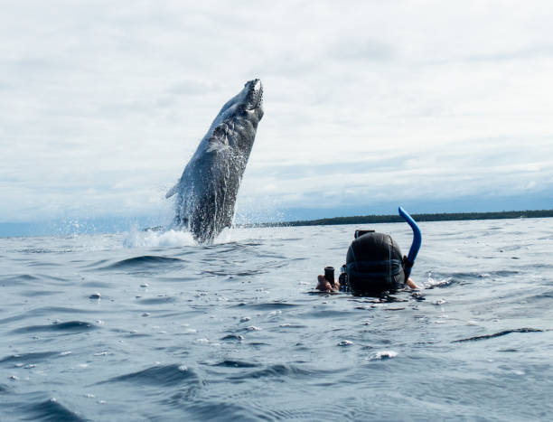Humpback Whale breaching  while person taking photo of person taking photo Happai, Tonga