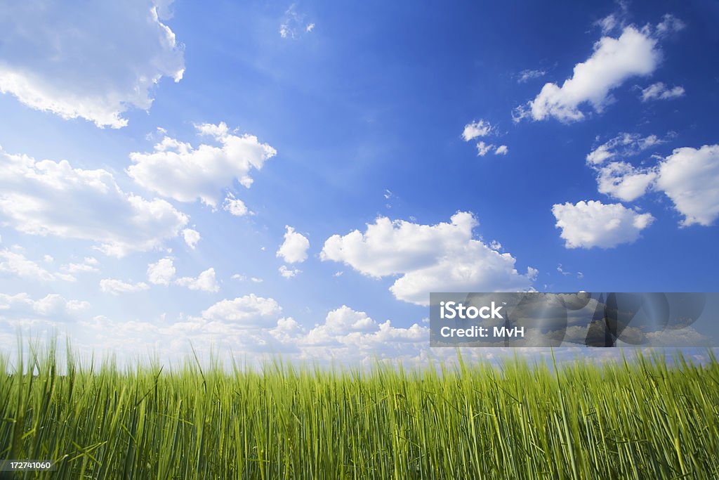 春小麦のフィールドに - Horizonのロイヤリティフリーストックフォト