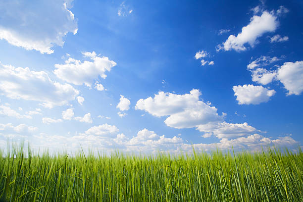 wheat field in spring stock photo
