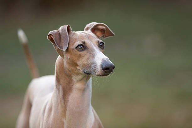 porträt ein italienischer windhund - windhund stock-fotos und bilder