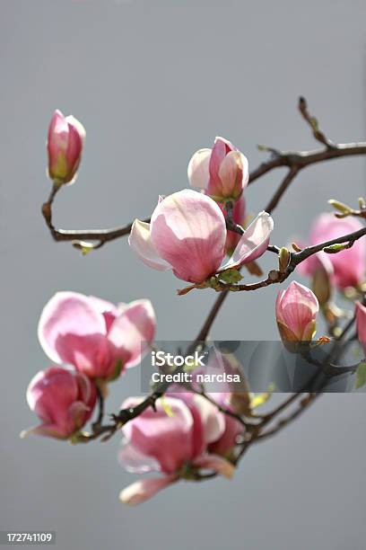 Magnolia Branch Stockfoto und mehr Bilder von Ast - Pflanzenbestandteil - Ast - Pflanzenbestandteil, Baum, Baumblüte