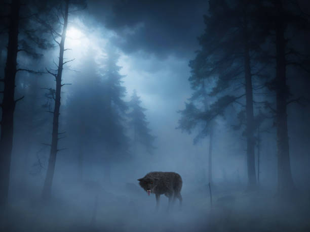 istock 3D rendering of a black wolf or werewolf. 1727412219