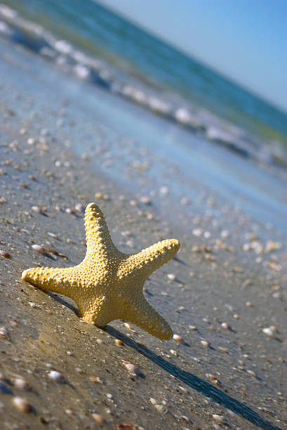 StarFish Beach landscape stock photo