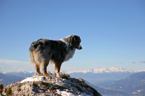 Australian shepherd watching down to valley 