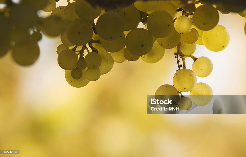 Bunch of white grapes against a yellow and white background white riesling grapes White Riesling Grape Stock Photo
