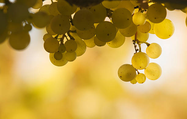 Bunch of white grapes against a yellow and white background stock photo