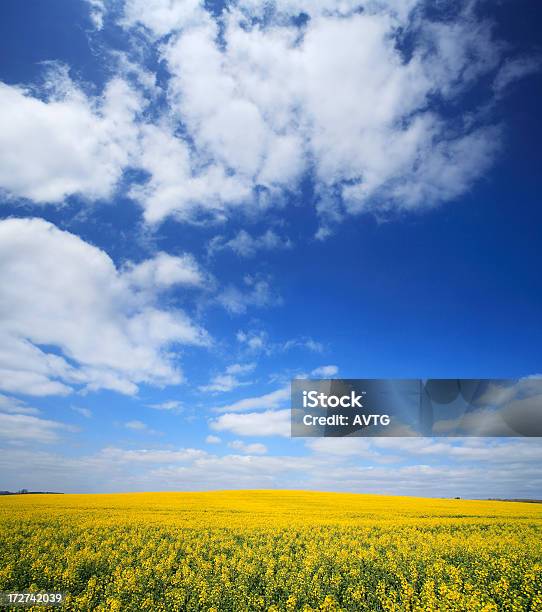 Canola Field Stockfoto und mehr Bilder von Agrarbetrieb - Agrarbetrieb, Anhöhe, Blau