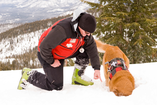 Ski patrol and avalanche rescue dog working in snow